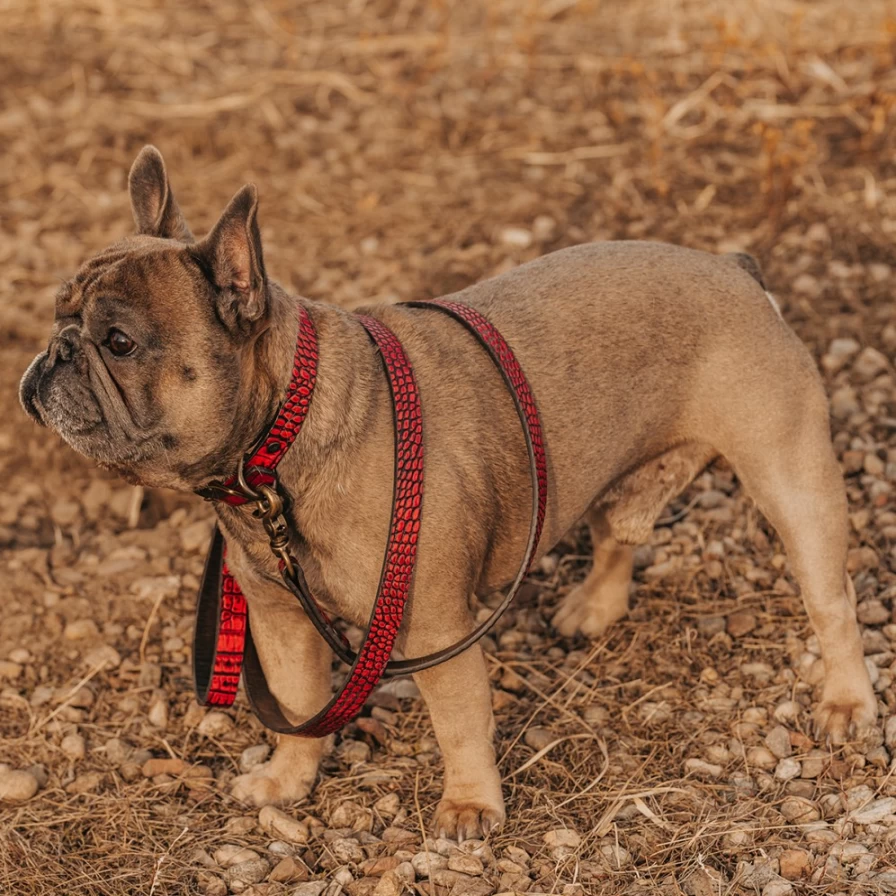 "Freebird Stores Women's Red Croco Pattern Dog Leash – Stylish and Durable Pet Accessory"