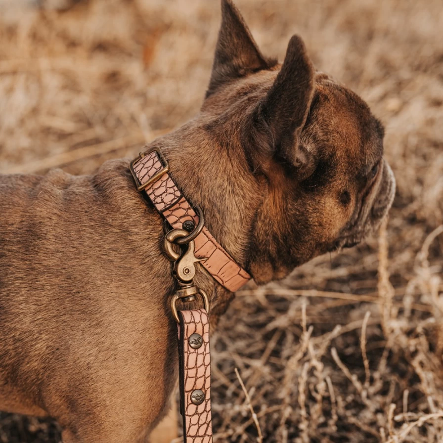 Freebird Stores Pink Croco Pattern Women's Fashion Dog Collar - Stylish Pet Accessory